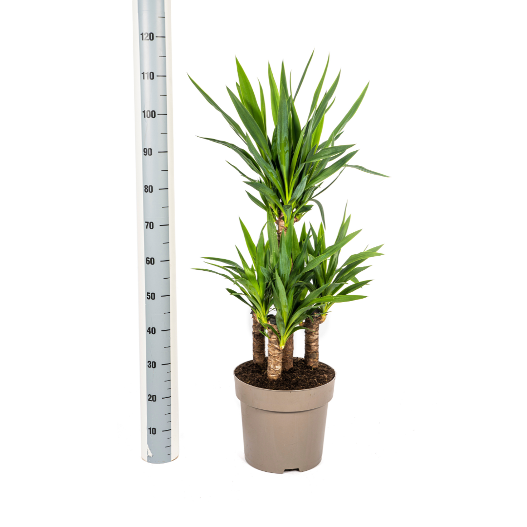 Yucca Elephantipes - D30 H90cm - Image 5