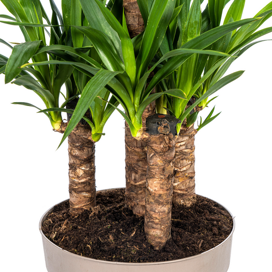 Yucca Elephantipes - D30 H90cm - Image 2