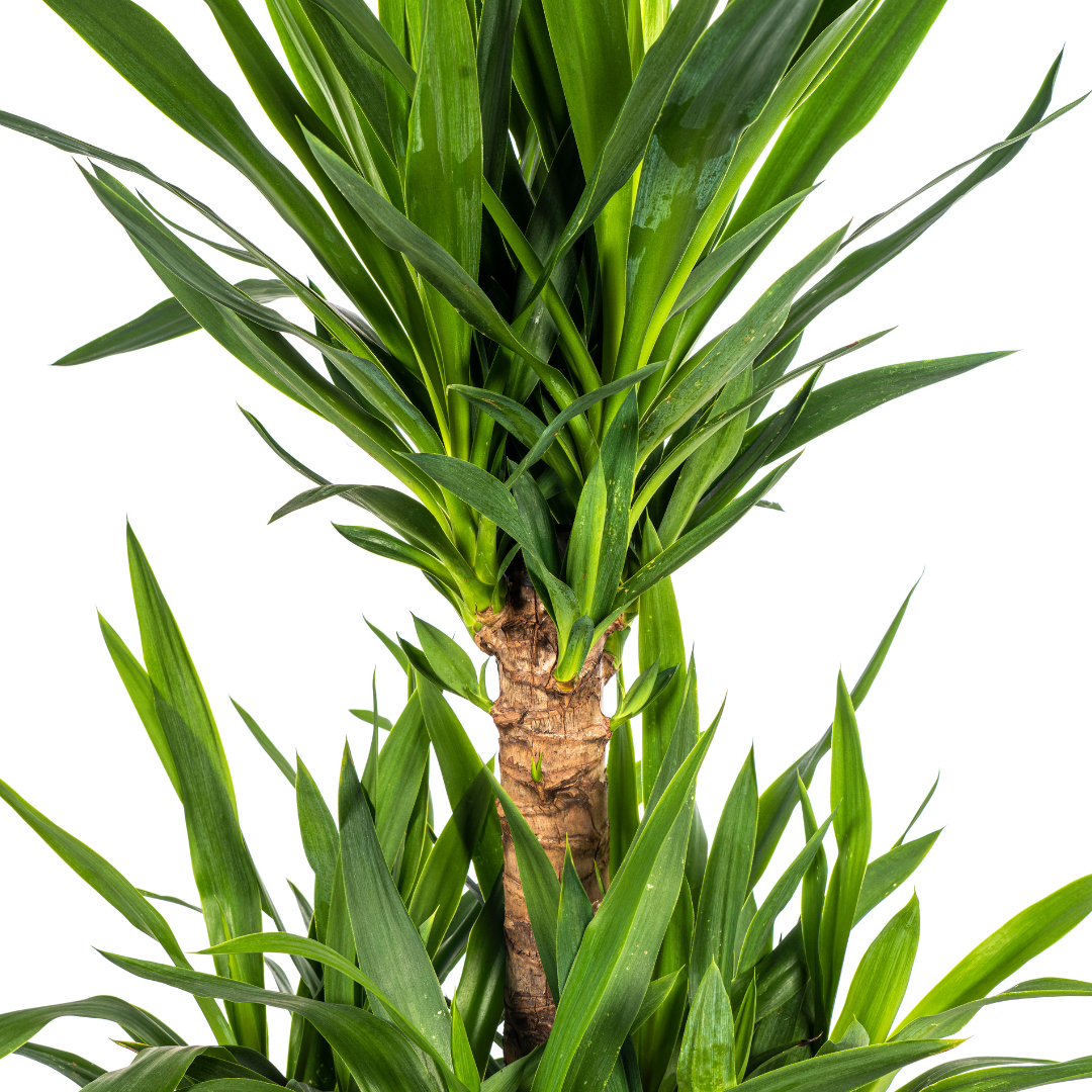 Yucca Elephantipes - D30 H90cm - Image 4