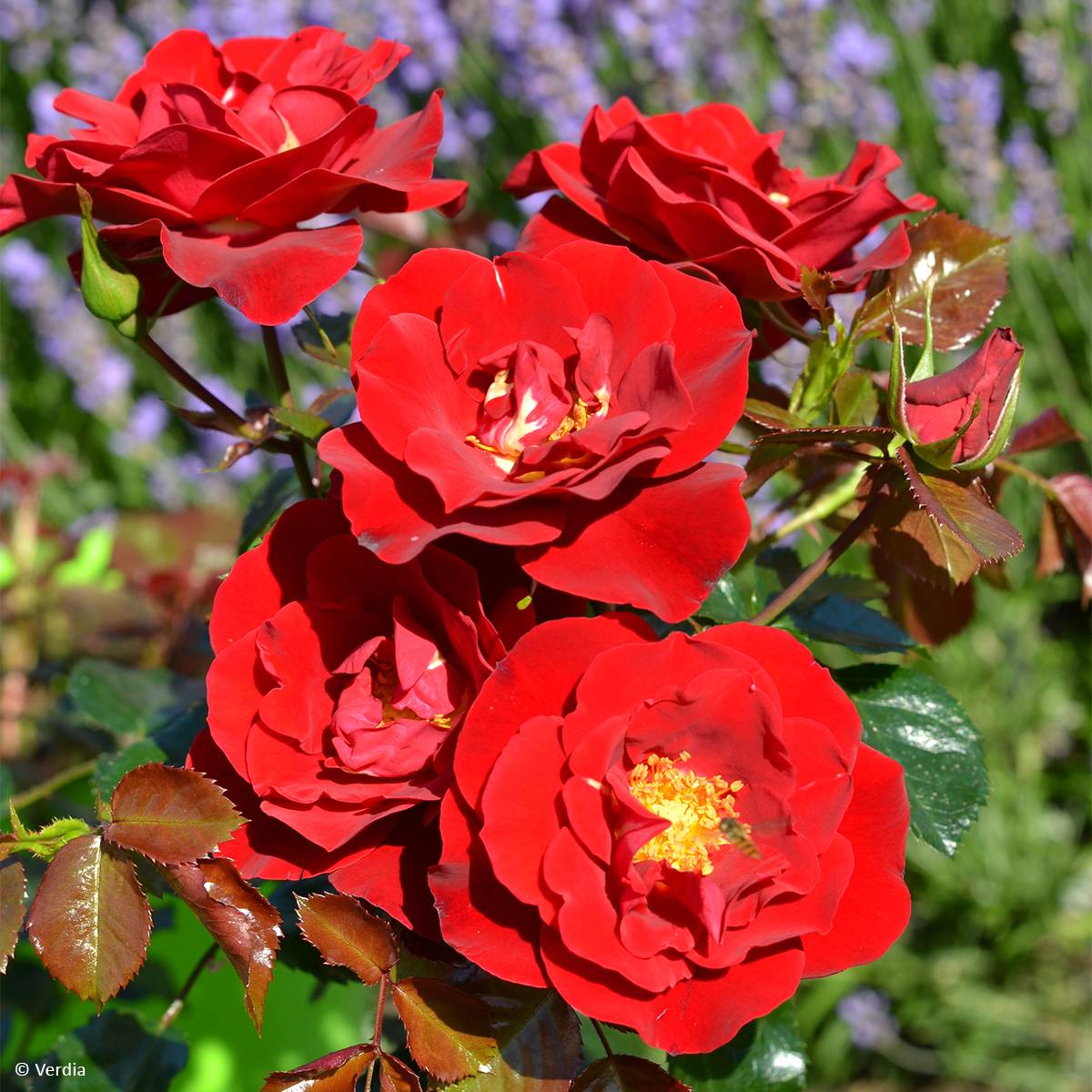Promesse de Fleurs - Rosier Décorosier New Vesuvia Pot de 2L/3L