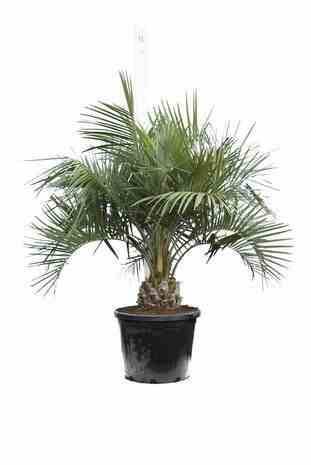 0 - Butia capitata (Palmier à vin ou gelée)  pot 160L circ 50/60cm total 250/300cm - Image 3