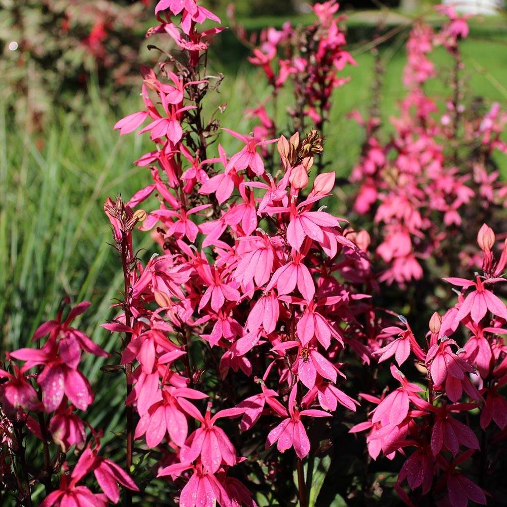 Lobelia speciosa Fan Salmon - Lobélie Godet de 8/9 cm