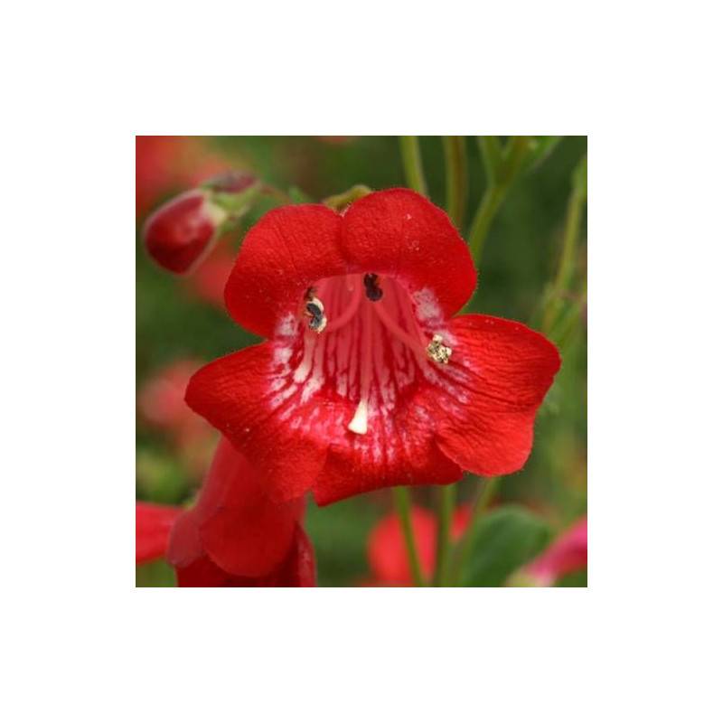 Penstemon Chester Scarlet à fleurs Rouge/ - feuillage Caduc - Godet - 5/20 cm - Image 2