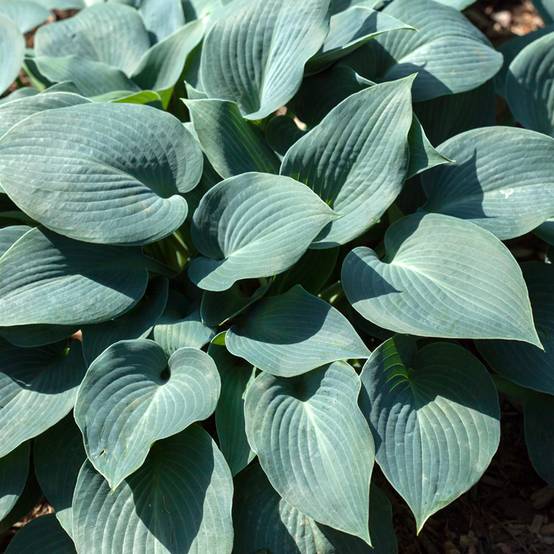 Promesse de Fleurs - Hosta Blue Mammoth Pot de 1,5L/2L