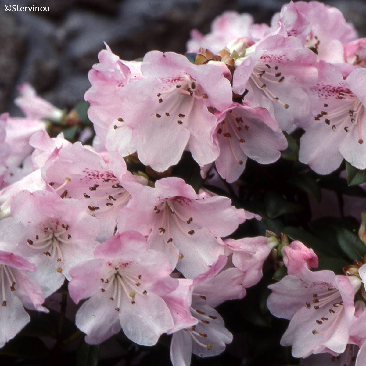 Promesse de Fleurs - Rhododendron Cilpinense  Pot de 4L/5L