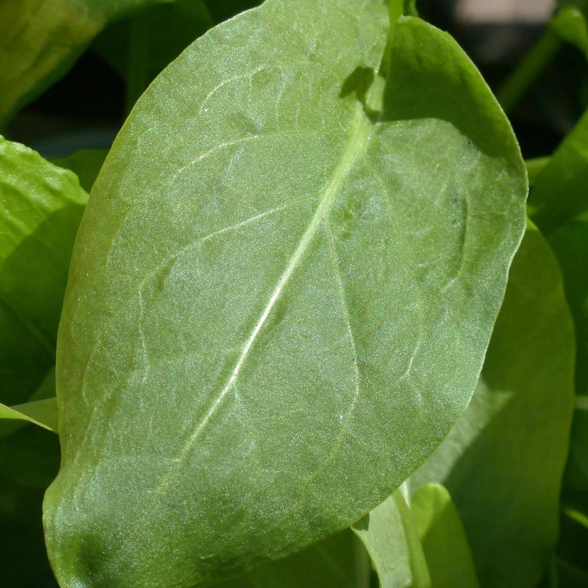 Promesse de Fleurs - Oseille douce - Rumex scutatus en plants Pot de 10 cm/11cm