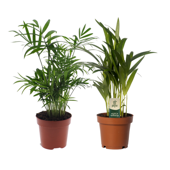 La Green Touch - Dypsis Lutescens/chamadorea Duo - H40cm
