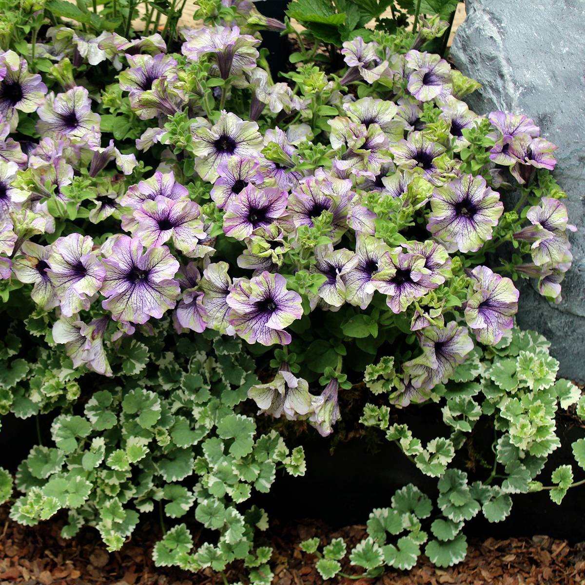 Pétunia Amazonas Plum Cockatoo Mini-motte Ø 3/4 cm (par 3)