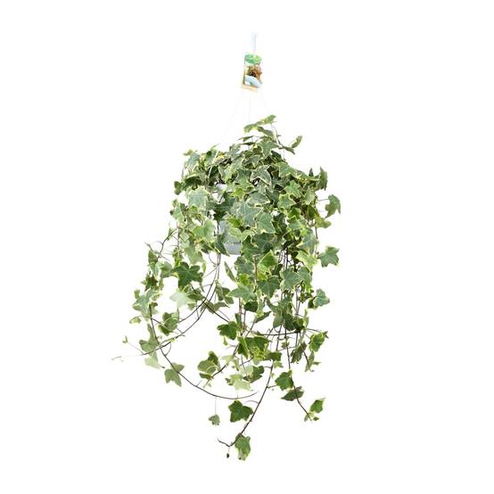 Hedera Helix Doré Child - D24 - Image 2