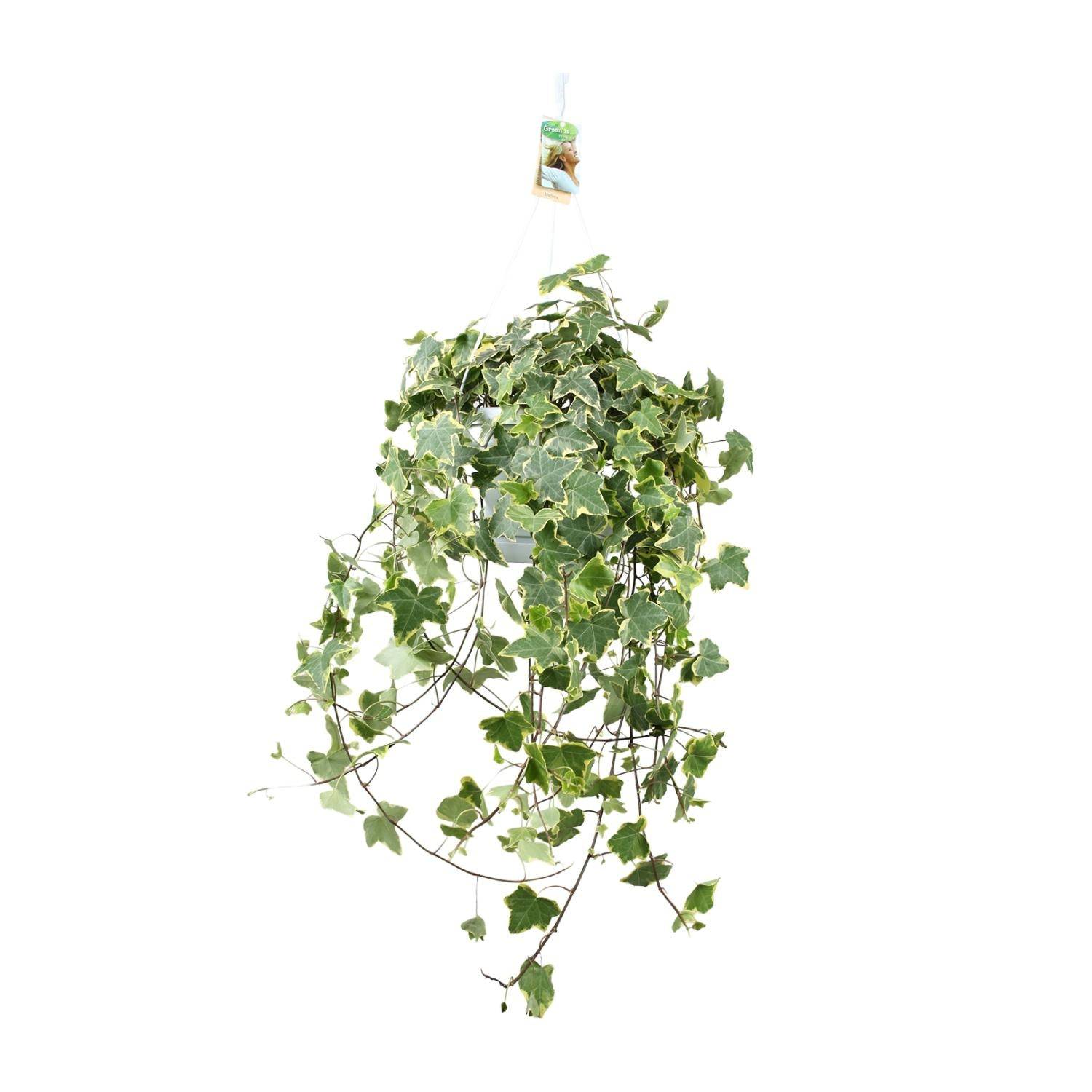 Hedera Helix Doré Child - D24 - Image 2