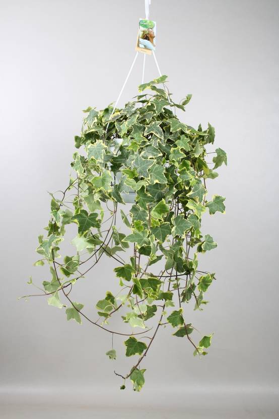 Hedera Helix Doré Child - D24 - Image 1