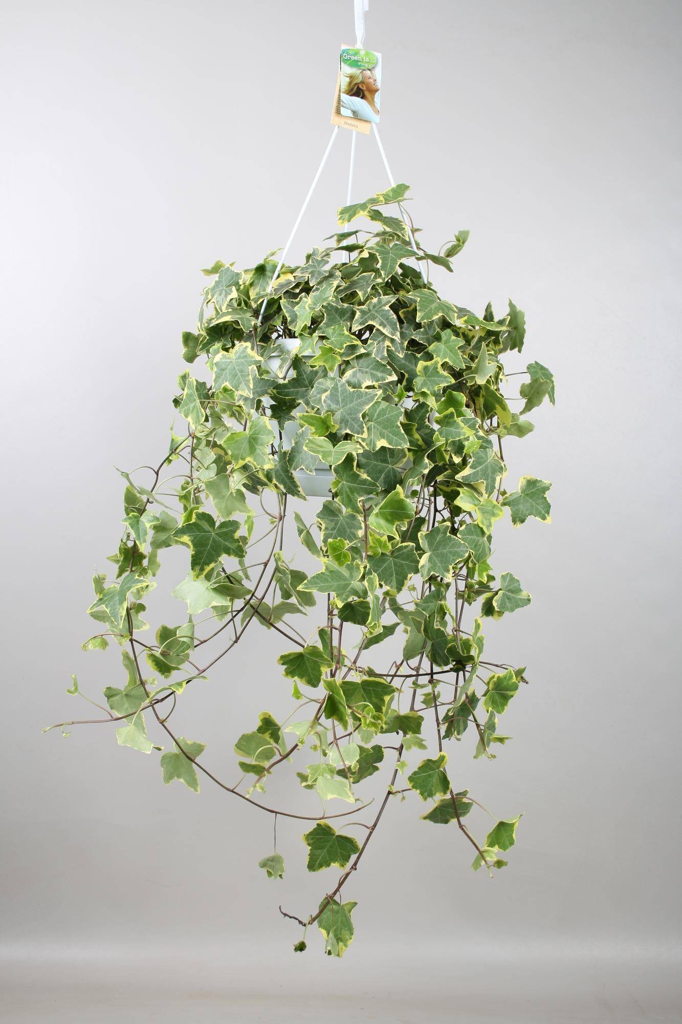 Hedera Helix Doré Child - D24 - Image 1