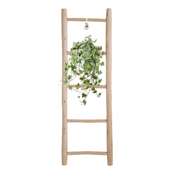 Hedera Helix Doré Child - D24 - Image 3