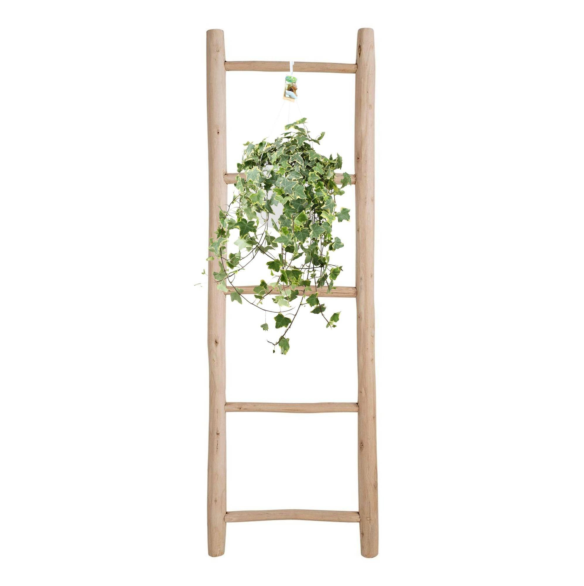 Hedera Helix Doré Child - D24 - Image 3