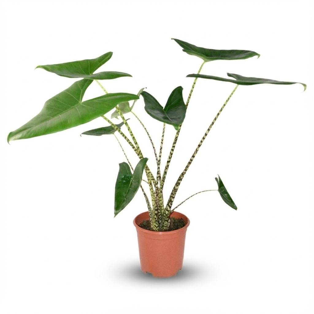 Alocasia Zebrina - D21 H75cm - Image 2