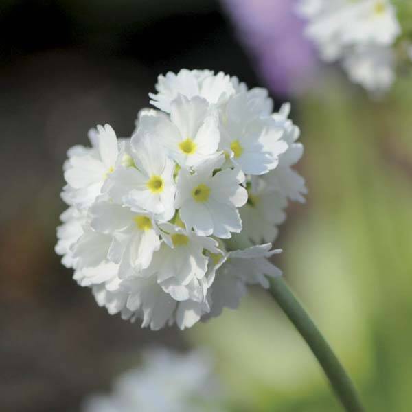 Primevère - Primula denticulata Alba Godet de 8/9 cm