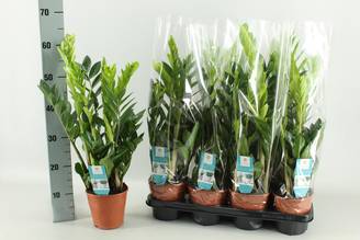 Zamioculcas 14 Cm - D14 H65cm