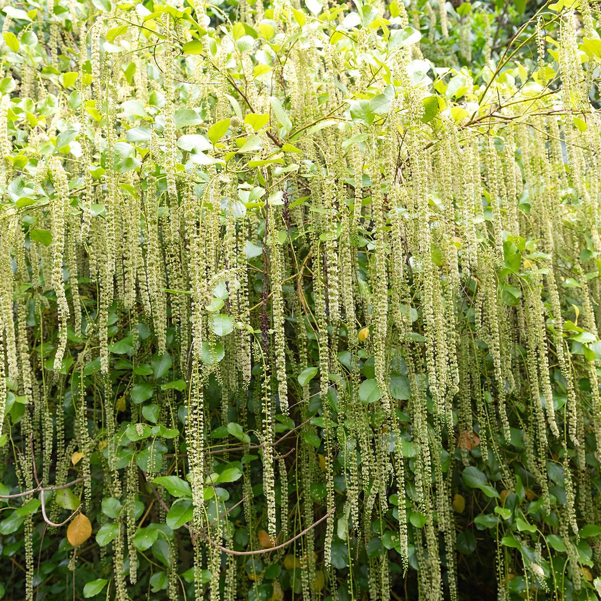Promesse de Fleurs - Itea ilicifolia Pot de 2L/3L