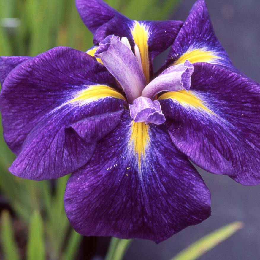 Promesse de Fleurs - Iris du Japon - Iris ensata Iedo Mishiski Godet de 8/9 cm