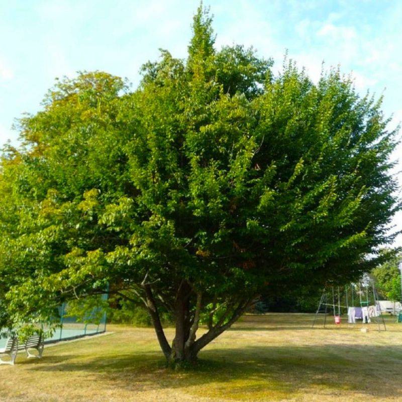 Charme commun (Carpinus betulus) - Godet - Taille 13/25cm - Pépinières Naudet