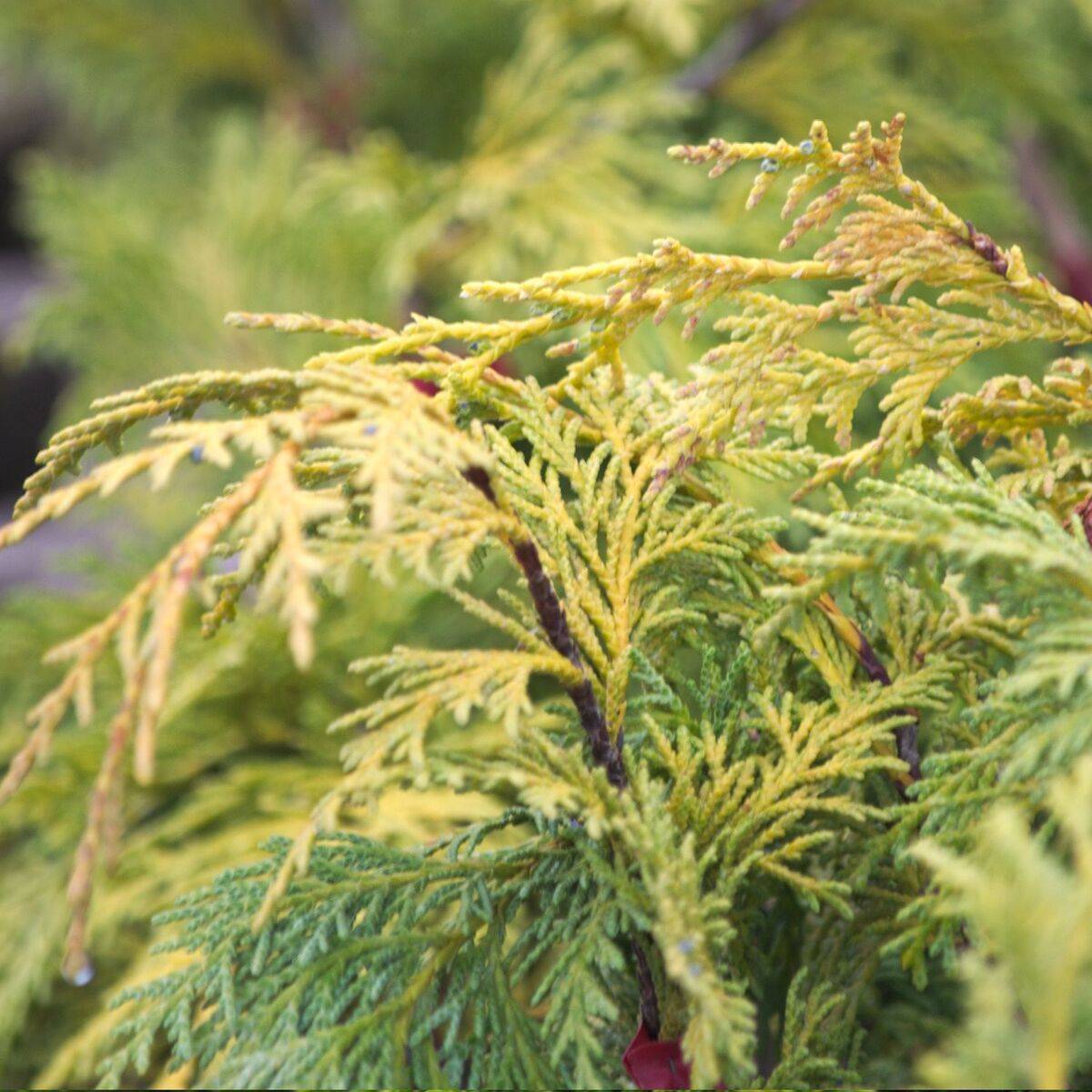 Faux cyprès Pendula, Chamaecyparis nootkatensis - Pot de 20L - 125/150 - Image 1