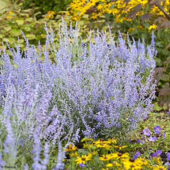 Perovskia atriplicifolia Lacey Blue Pot de 2L/3L