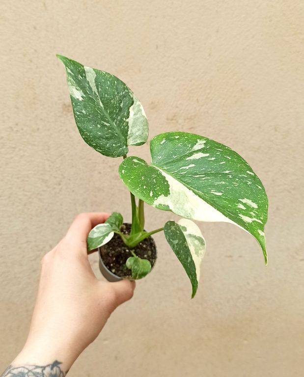 Monstera Thai Constellation D. 9cm H. 20cm - Plante d'intérieur - IndoorPoppies - Image 7