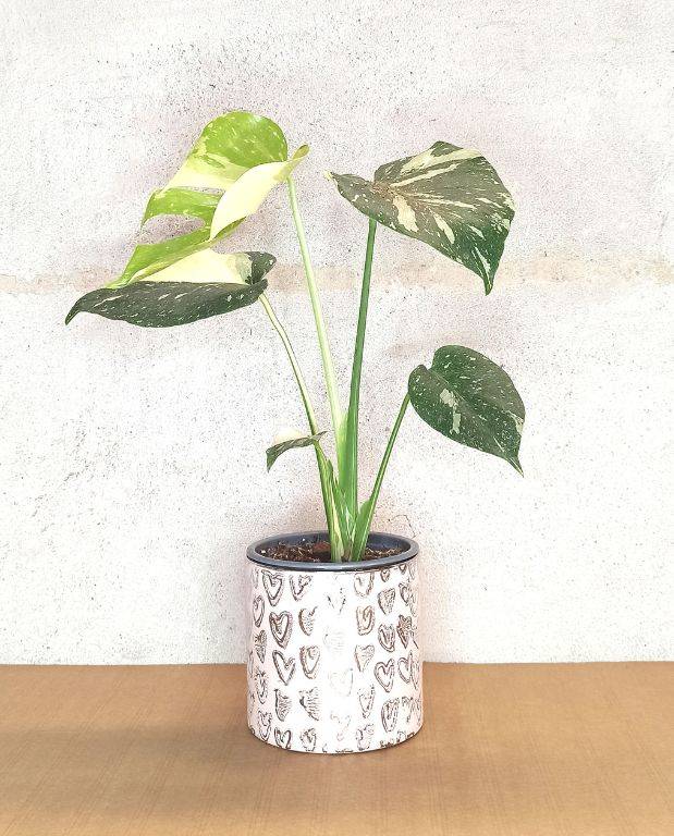 Monstera Thai Constellation D. 9cm H. 20cm - Plante d'intérieur - IndoorPoppies - Image 5