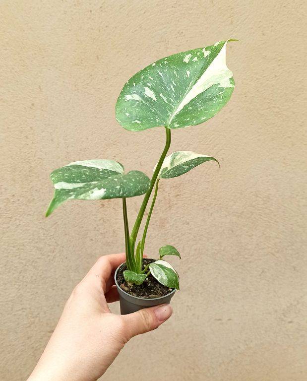 Monstera Thai Constellation D. 9cm H. 20cm - Plante d'intérieur - IndoorPoppies - Image 6