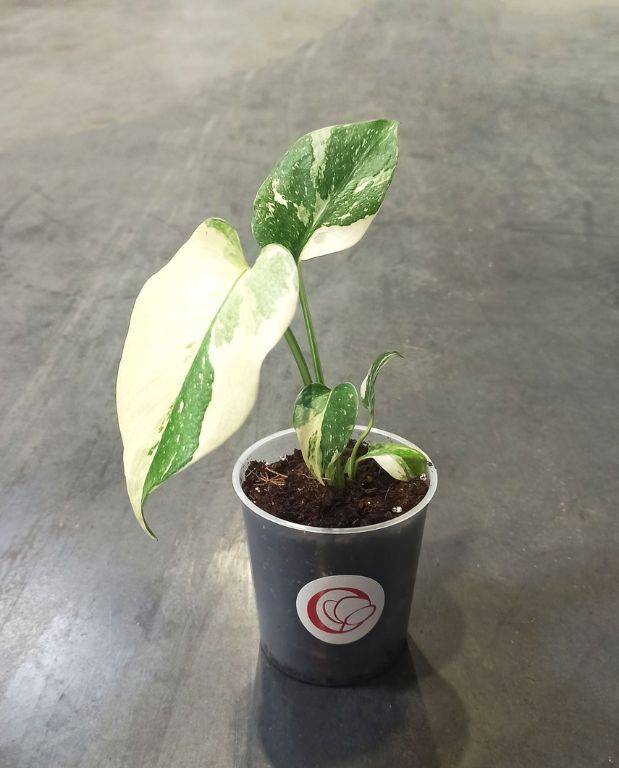 Monstera Thai Constellation D. 9cm H. 20cm - Plante d'intérieur - IndoorPoppies - Image 1