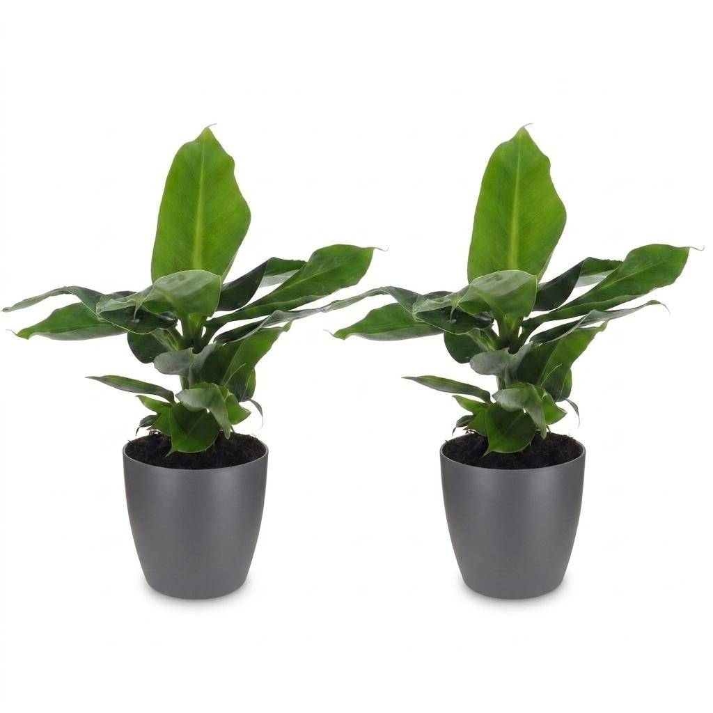 La Green Touch - Musa Oriental Dwarf - Bananier nain - Lot de 2 plantes - Avec cache-pot gris - Pot Ø12 cm, H 30 cm - Image 2