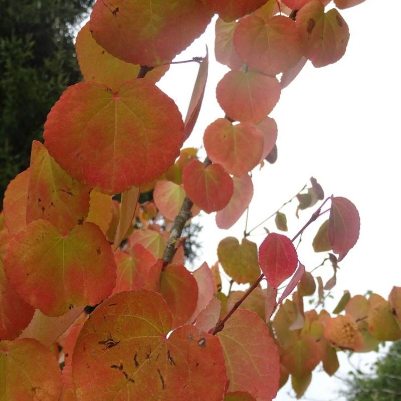 Arbre au caramel, Cercidiphyllum - Pot de 7,5L - 60/80 cm - Image 6