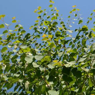 Arbre au caramel, Cercidiphyllum - Pot de 7,5L - 60/80 cm