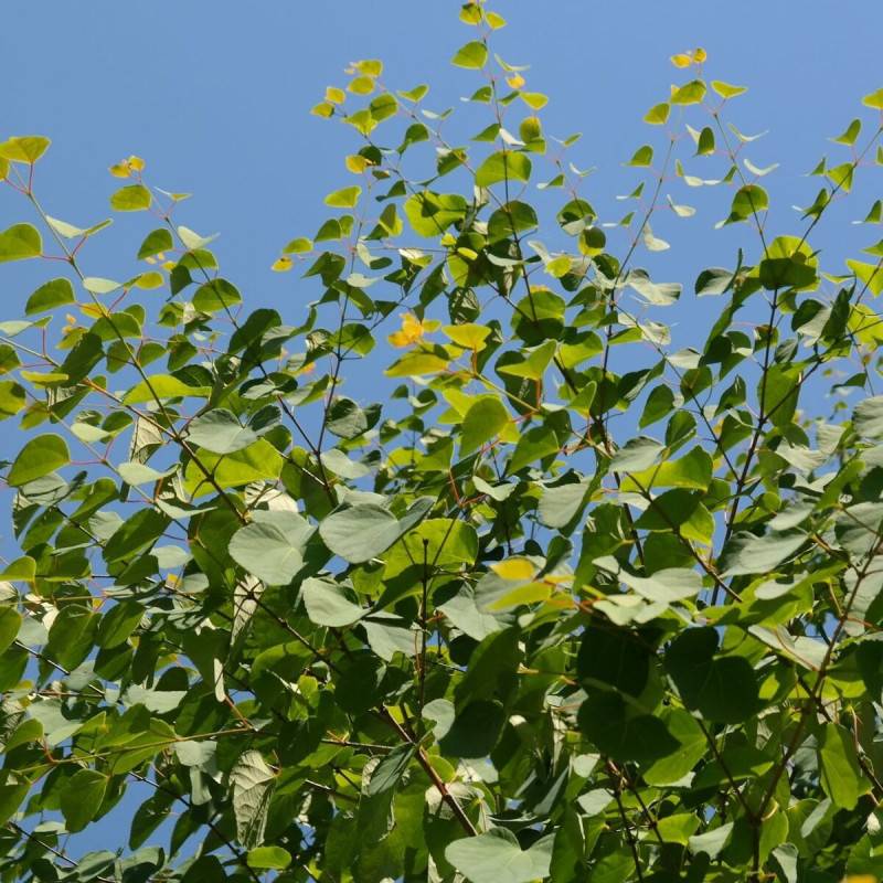 Arbre au caramel, Cercidiphyllum - Pot de 7,5L - 60/80 cm - Image 4