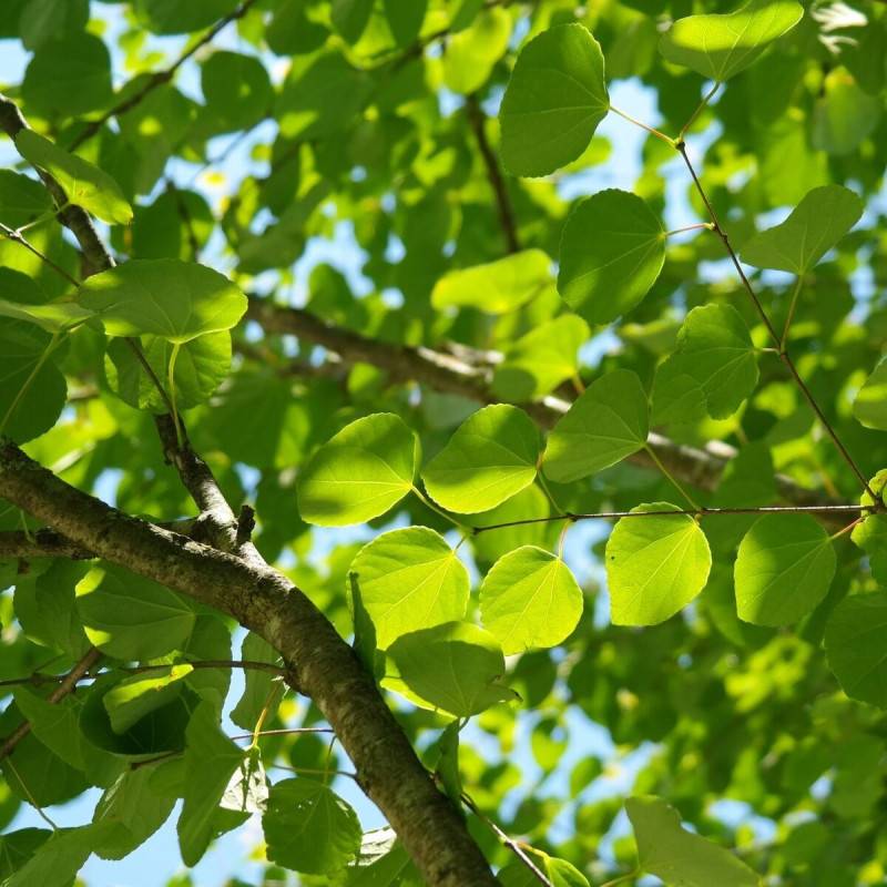 Arbre au caramel, Cercidiphyllum - Pot de 7,5L - 60/80 cm - Image 7