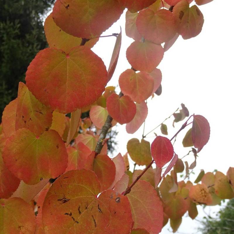 Arbre au caramel, Cercidiphyllum - Pot de 7,5L - 60/80 cm - Image 10