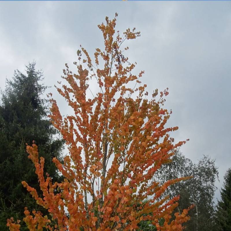 Arbre au caramel, Cercidiphyllum - Pot de 7,5L - 60/80 cm - Image 2