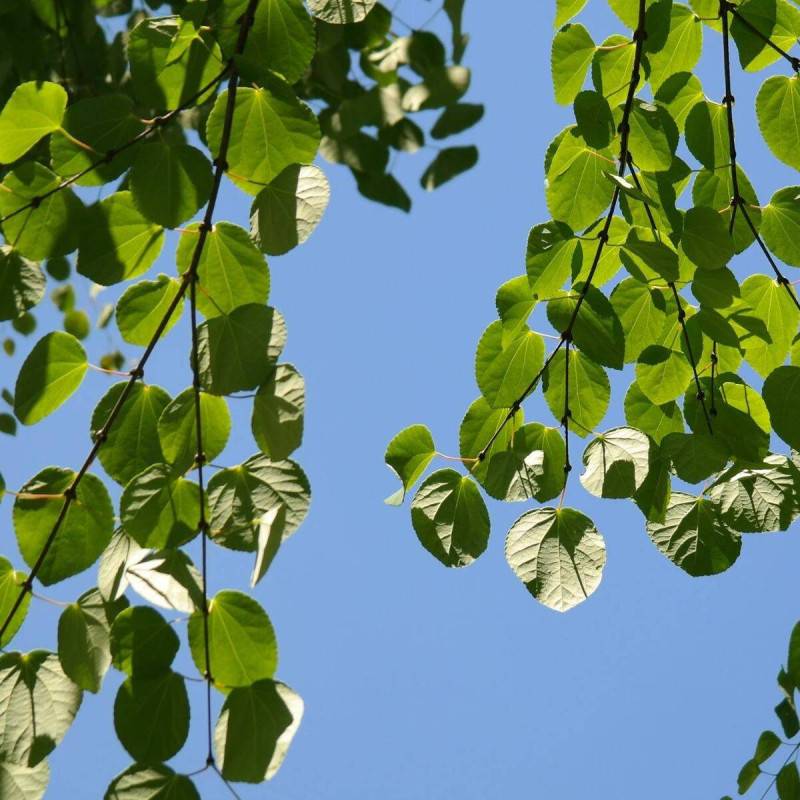 Arbre au caramel, Cercidiphyllum - Pot de 7,5L - 60/80 cm - Image 9