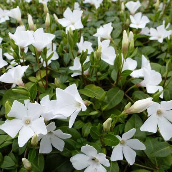 Vinca minor White Power - Pervenche à petite fleurs Godet de 8/9 cm