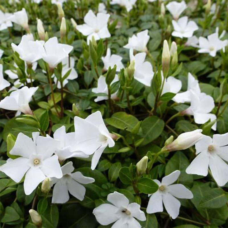 Vinca minor White Power - Pervenche à petite fleurs Godet de 8/9 cm