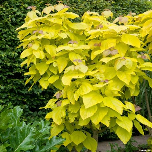 Catalpa bignonioides Aurea - Catalpa doré Petites Racines nues, Demi-Tige