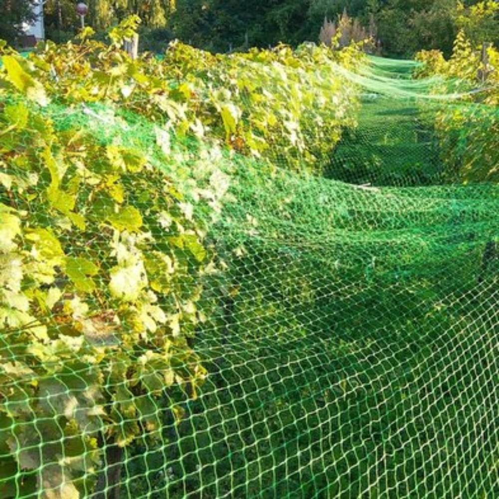 Terre Jardin - Filet de protection pour plantes et cultures 2 x 10 Vert - Image 5