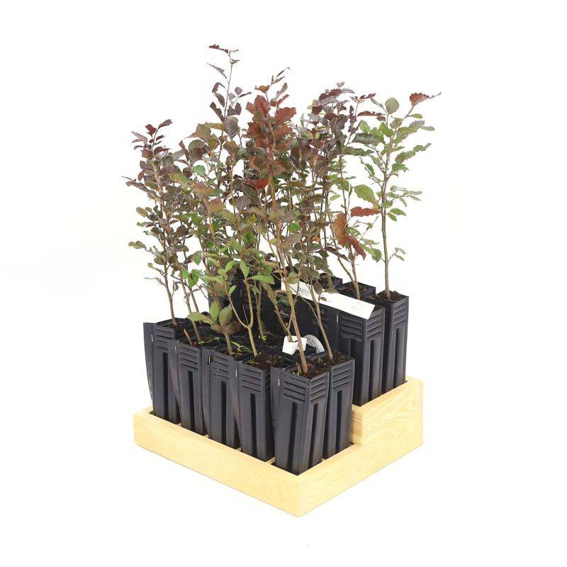 20 Hêtres Pourpre (Fagus Sylvatica Atropurpurea) - Haie de Hêtre Pourpre -  - Pépinières Naudet - Image 3