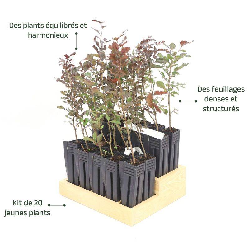 20 Hêtres Pourpre (Fagus Sylvatica Atropurpurea) - Haie de Hêtre Pourpre -  - Pépinières Naudet - Image 4