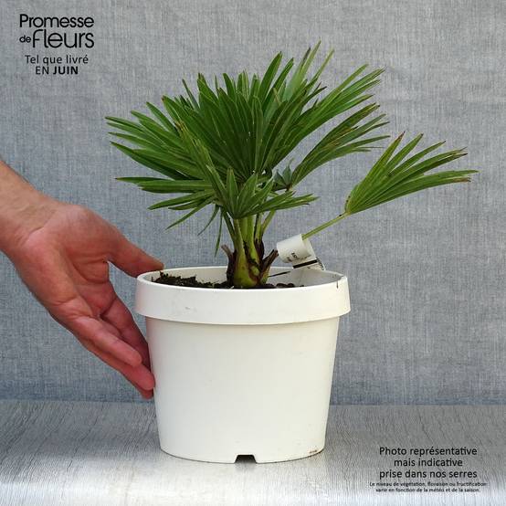 Chamaerops humilis Compacta - Palmier nain Pot de 2L/3L - Image 2