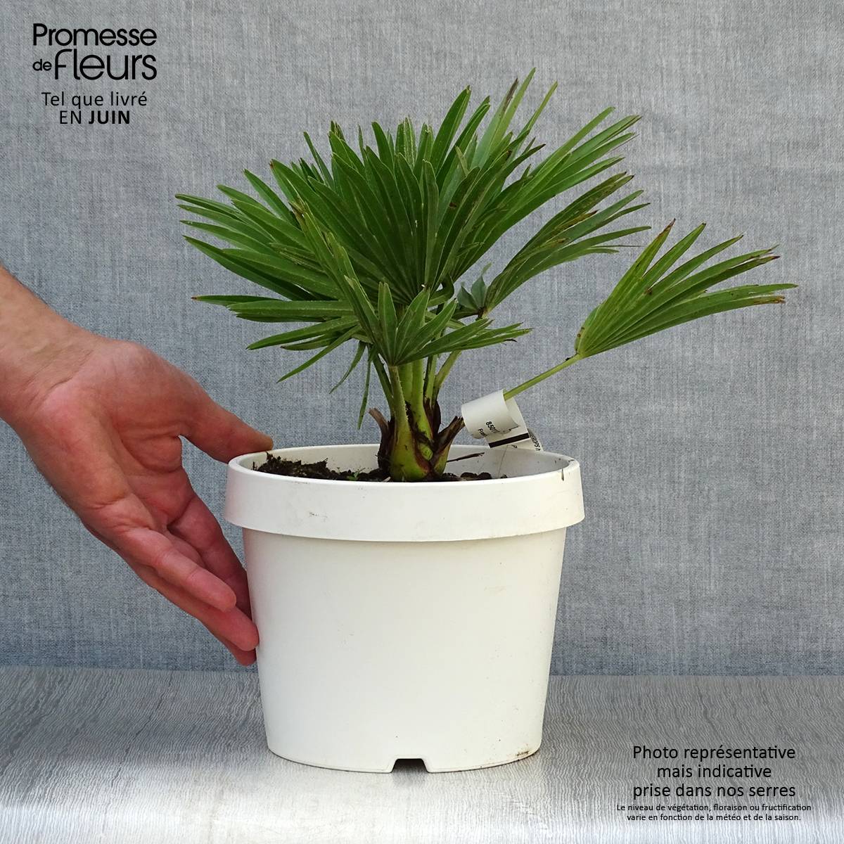 Chamaerops humilis Compacta - Palmier nain Pot de 2L/3L - Image 2