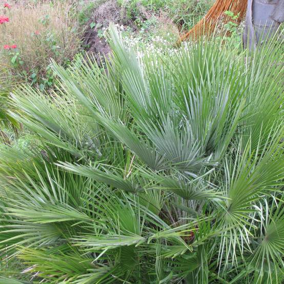 Chamaerops humilis Compacta - Palmier nain Pot de 2L/3L - Image 1