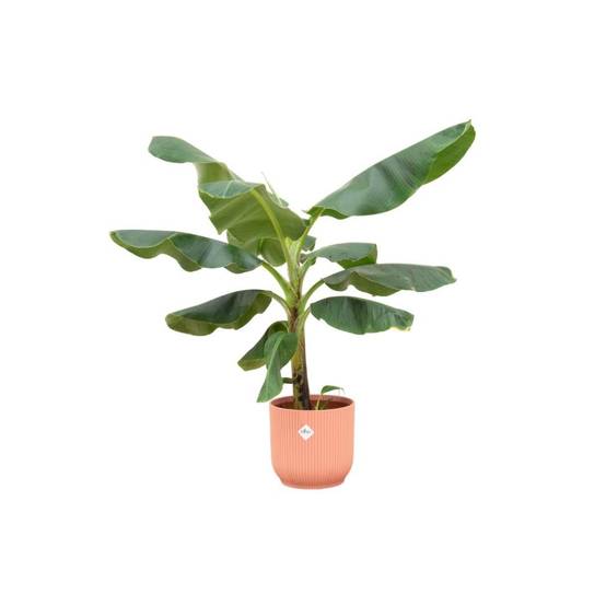 Bananier Musa 100cm et son pot- La Green Touch Rose - Hauteur 100cm