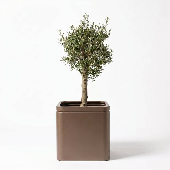 Lot olivier + pot infinity square 60x60cm taupe, pot de grande taille fait main en acier inoxydable - Image 1