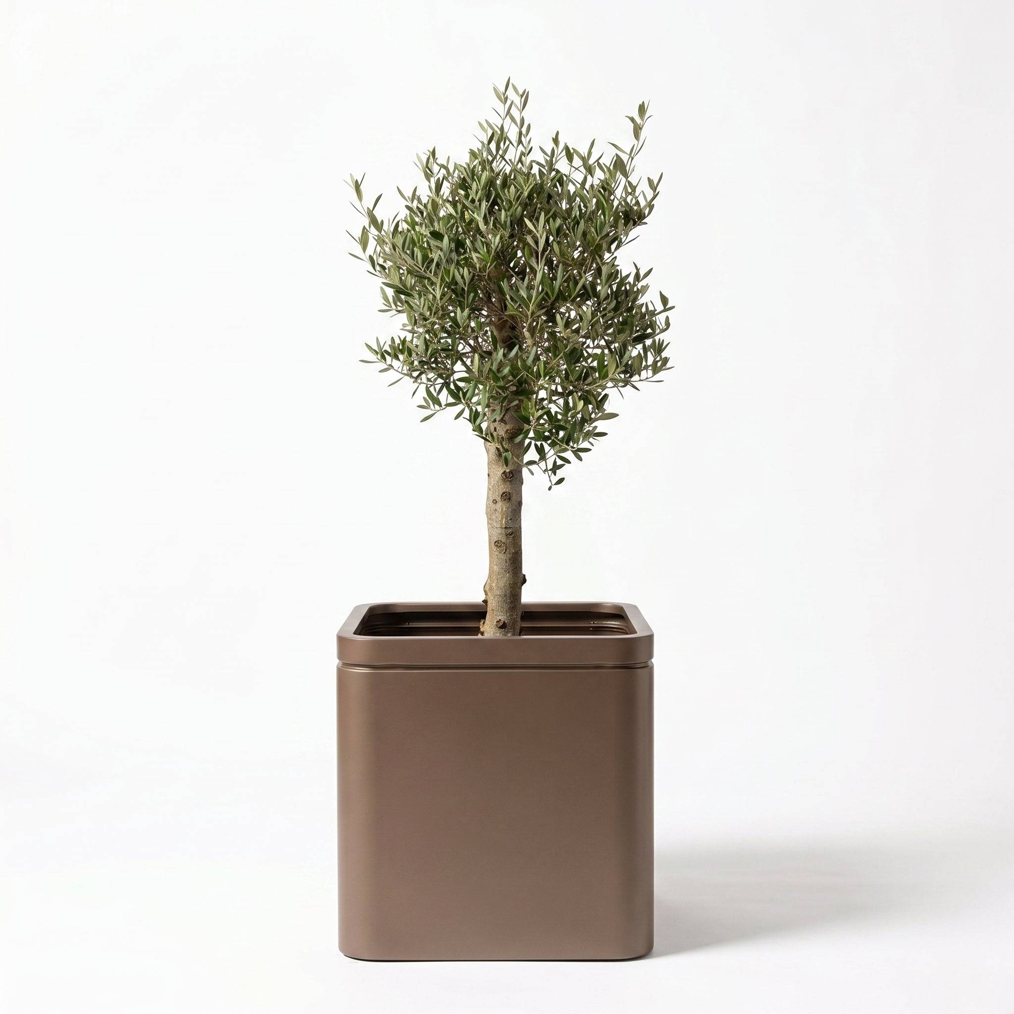 Lot olivier + pot infinity square 60x60cm taupe, pot de grande taille fait main en acier inoxydable - Image 1